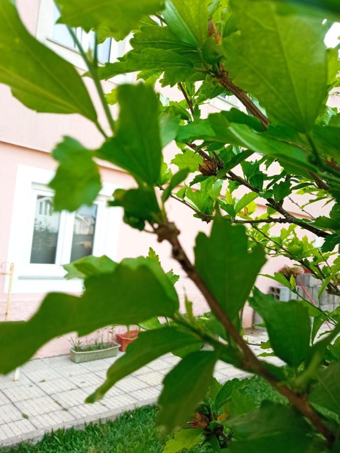 Azevinho Guest House Сейя Экстерьер фото